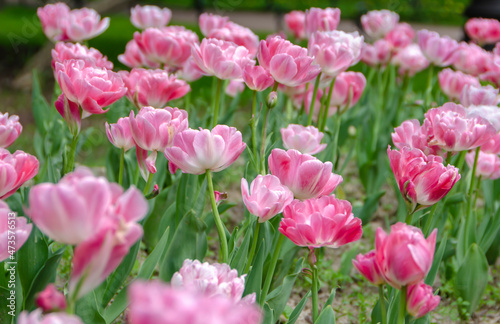 Blooming pink tulips in the park near St. Isaac's Cathedral in St. Petersburg