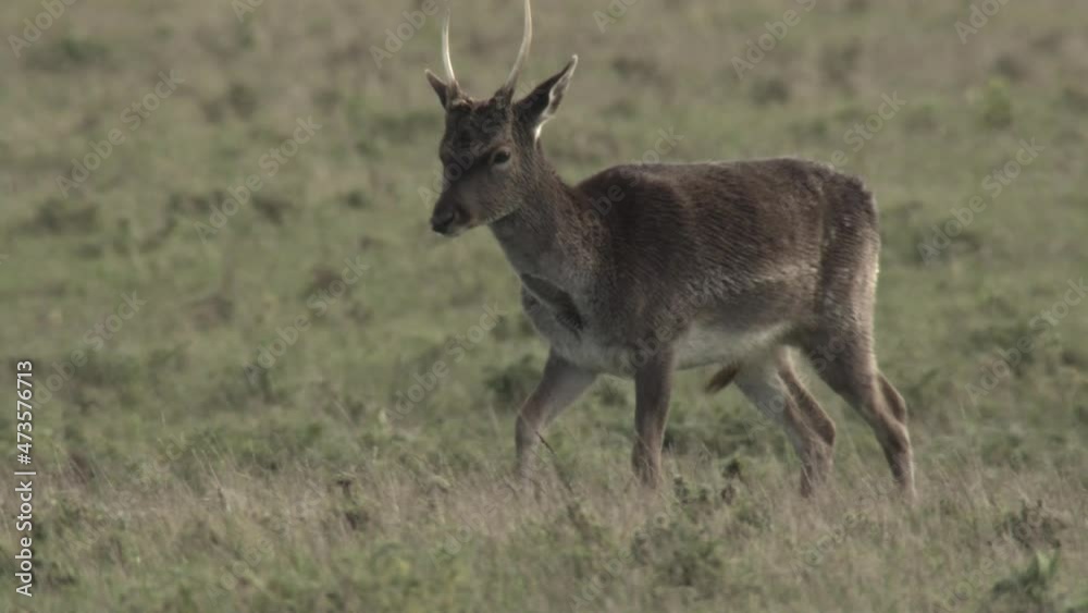 fallow deer mating season fallow deer mating season