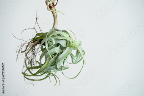 Tillandsia Streptophylla setting on wood stick. Tillandsia streptophylla is a species in the genus Tillandsia. photo