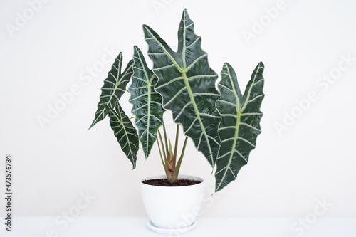 Alocasia Amazonica Sanderiana in white plastic pots with isolated white background