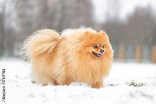 A beautiful thoroughbred Pomeranian spitz walking on a snowy yard. © shymar27