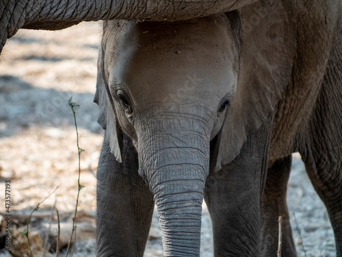 Young elephant stood underneath adult facing camera