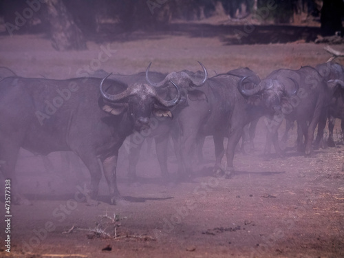 Herd of wilderbeast in dusty red air