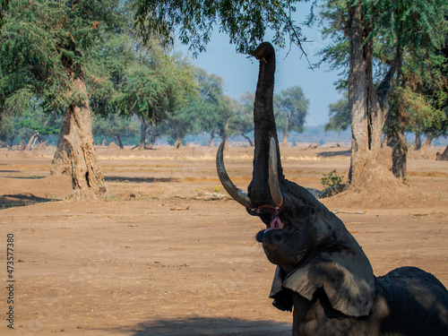 Elephant reaching up to tree with trunk