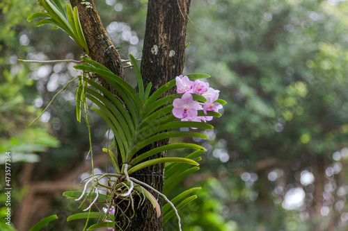 Pink Orchid attached to a tree in Singapore Botannical Gardens photo