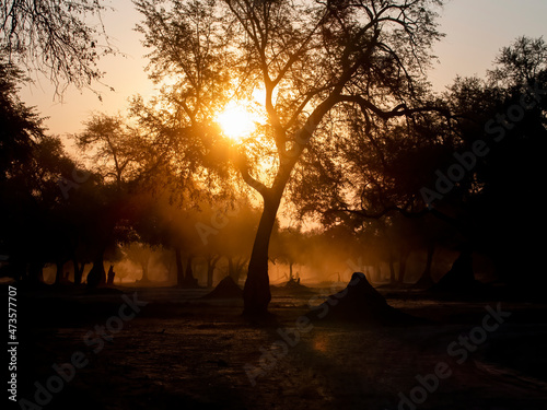 Silhouetted sunset in Tanzania