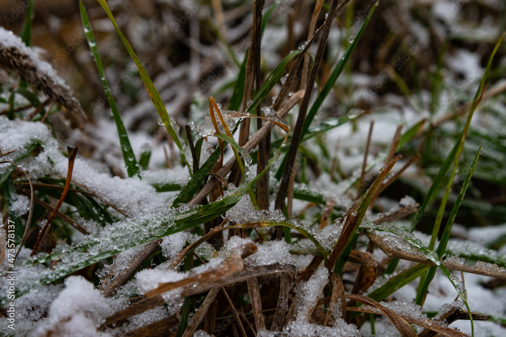 The grass is covered with white, the first snow. Still green grass stalks are covered with the first, white snow. The grass is covered with white, the first snow. Still green grass stalks are covered with the first, white snow.