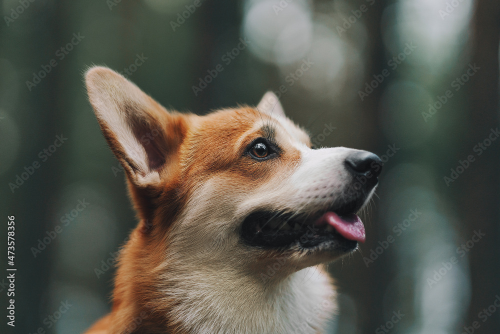 portrait of a dog portrait of a dog