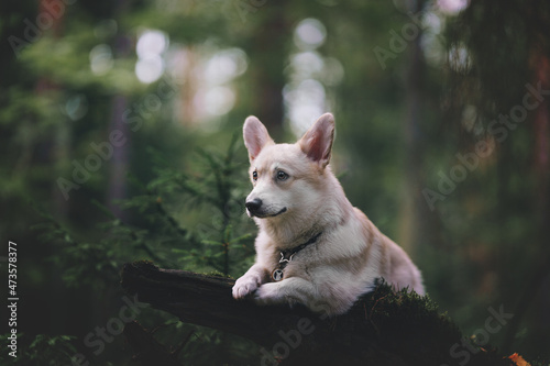 portrait of a dog