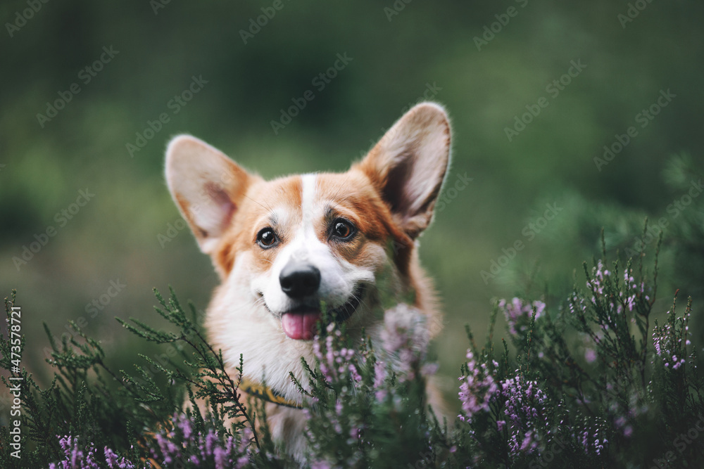portrait of a dog