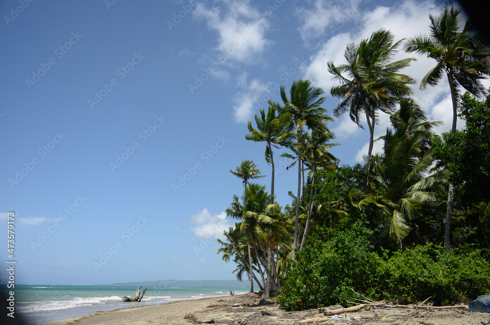 Palm trees view on blue sky background. Ocean far away perspective Palm trees view on blue sky background. Ocean far away perspective