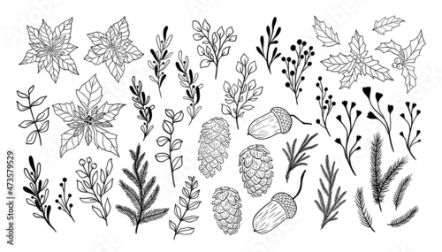 Christmas flora collection. Winter botanical illustration fir branch, tree, holly, poinsettia. Vector plant set isolated on white background. Mistletoe, pinecone and eucalyptus winter floral line art.