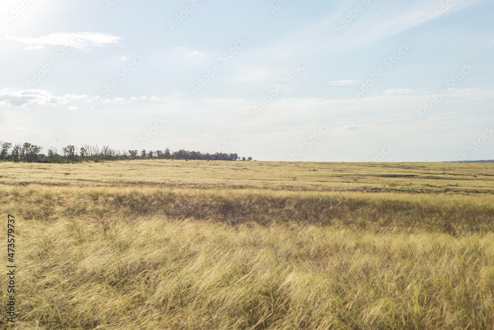 countryside landscape fields in summer with yellow dry grass august ukraine