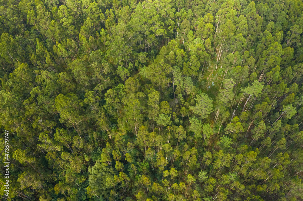 aerial view of beautiful green forest, shot from above with a drone, natural landscape, background.