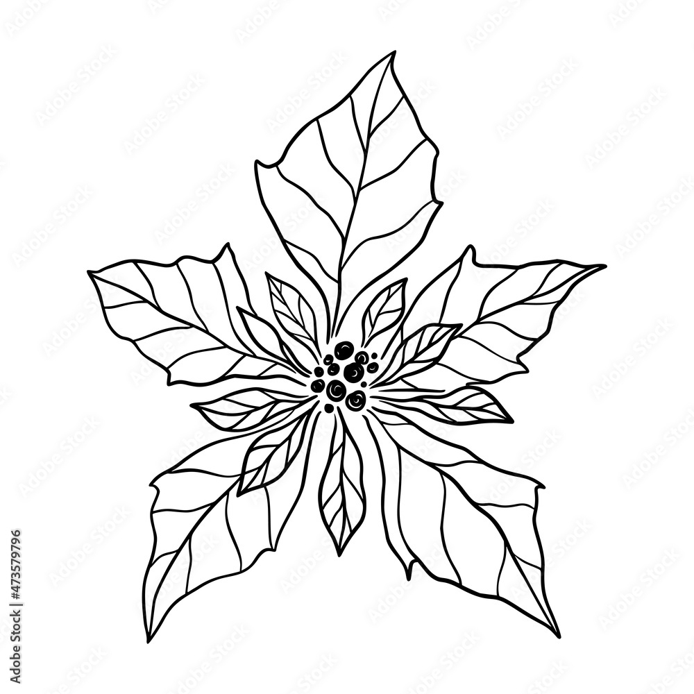 Fototapeta premium Poinsettia leaf vector illustration. Floral hand drawn branch, Christmas linear element. Xmas elegant flower top view isolated on white background. Poinsettia foliage silhouette, line art. Doodle