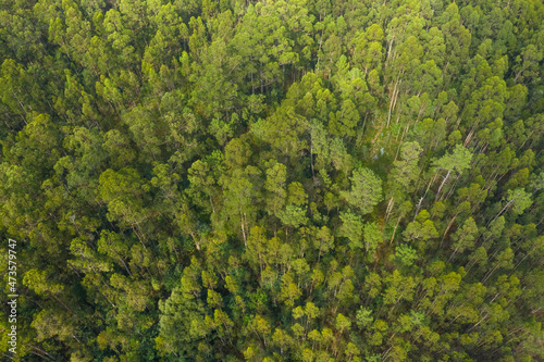 aerial view of beautiful green forest, shot from above with a drone, natural landscape, background.