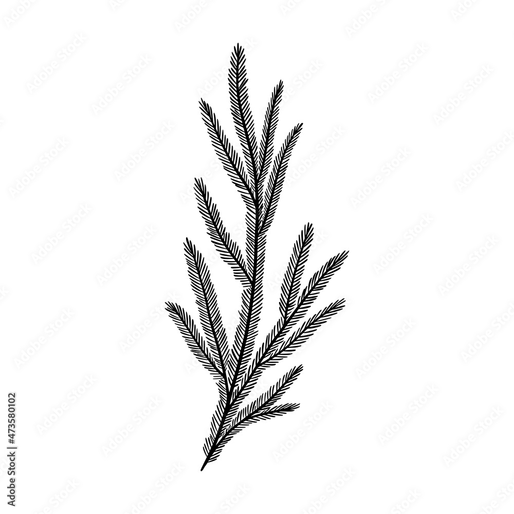 Fototapeta premium Fir branch vector illustration. Floral hand drawn pine. Christmas linear element in modern style. Elegant spruce twig silhouette isolated on white background. Cedar branch line art design