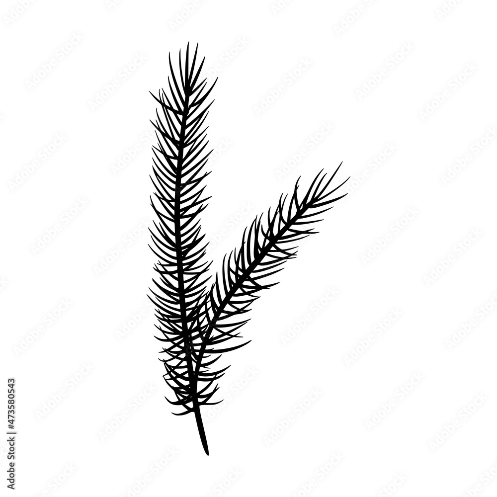 Fir branch vector illustration. Floral hand drawn pine. Christmas linear element in modern style. Elegant spruce twig silhouette isolated on white background. Cedar branch line art design Fir branch vector illustration. Floral hand drawn pine. Christmas linear element in modern style. Elegant spruce twig silhouette isolated on white background. Cedar branch line art design