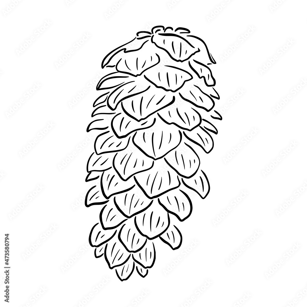 Pinecone vector illustration. Floral hand drawn cone of Christmas tree, cedar, fir. Christmas linear element. Xmas elegant silhouette isolated on white background. Conifer silhouette, line art. Doodle Pinecone vector illustration. Floral hand drawn cone of Christmas tree, cedar, fir. Christmas linear element. Xmas elegant silhouette isolated on white background. Conifer silhouette, line art. Doodle