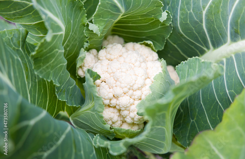 Cauliflower growing in a garden, UK photo