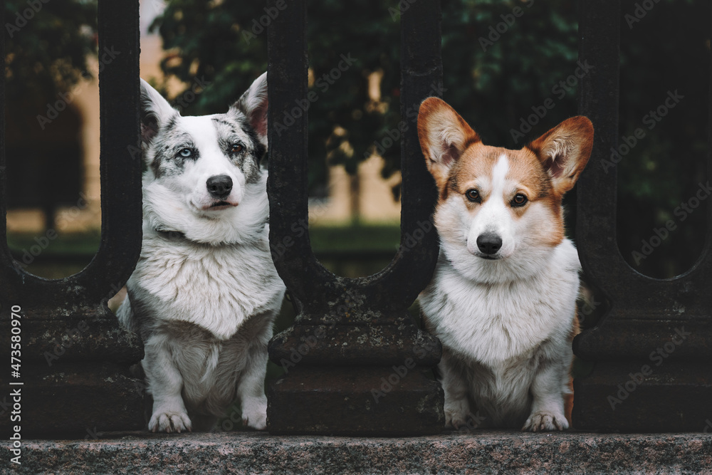 corgie dog corgie dog
