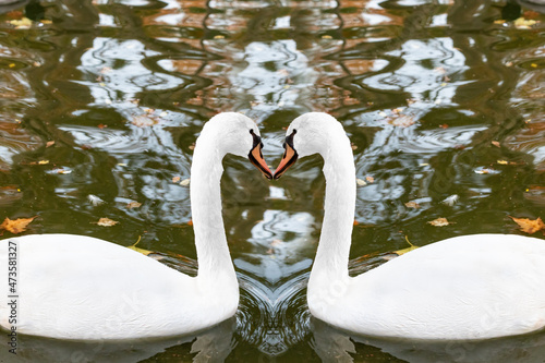 View of two white swan kissing