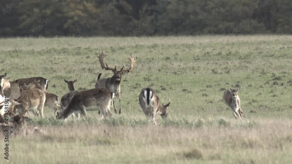 fallow deer mating season fallow deer mating season
