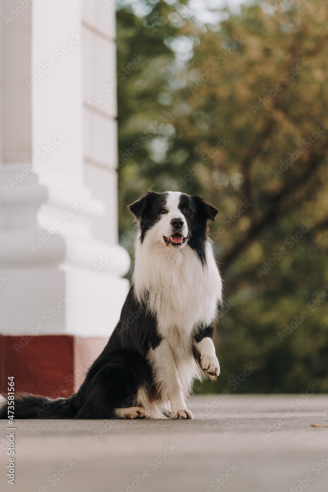 border collie dog border collie dog