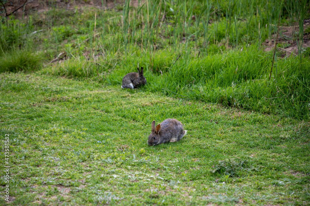 Selective focus on the from rabbit foraging for food in the grass Selective focus on the from rabbit foraging for food in the grass