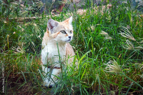 Sand dune cat, Felis margarita sit between green herb. Cute wild cat outdoors between verdant leaves