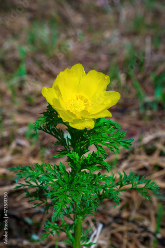 Vertical top view of flower Adonis vernalis, known as spring pheasant's eye, yellow pheasant's eye and false hellebore