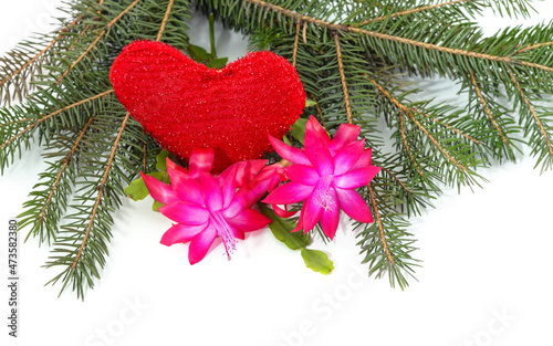Two pink zygocactus with a Christmas tree branch and heart.