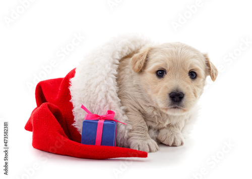 One dog in a Christmas hat with gift. © ANASTASIIA