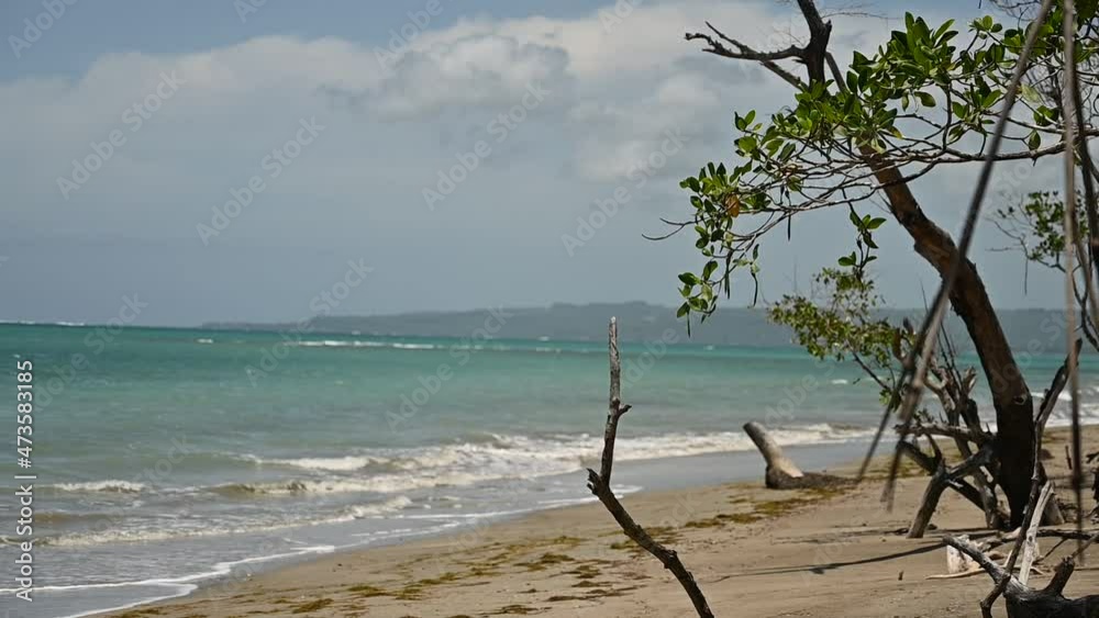 4K movement shows tropical jungle. Mangrove thickets form the basis of the composition. Ocean is visible on background of photo. An exotic backwater beckons to the depths of the tropics. 4K movement shows tropical jungle. Mangrove thickets form the basis of the composition. Ocean is visible on background of photo. An exotic backwater beckons to the depths of the tropics.