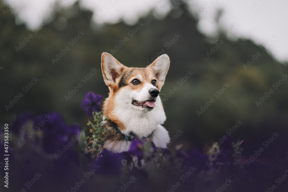 corgie dog