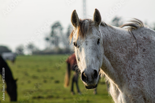 white beautiful horse portrait on green background