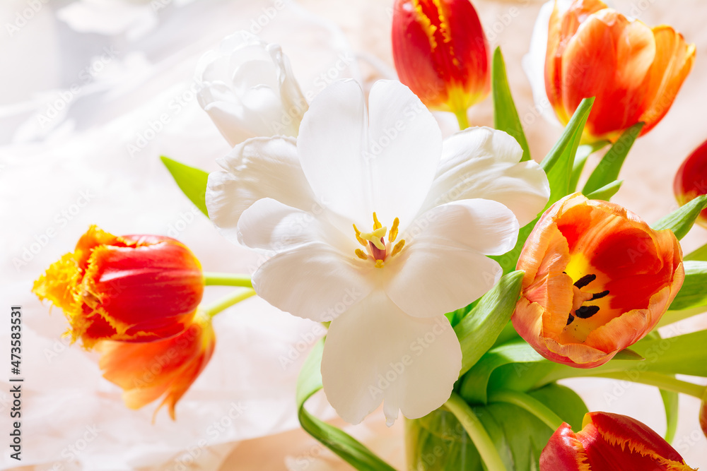 Spring bouquet of red and white tulips on the sun. Bunch of fresh tulip flowers. Concept holiday flowers