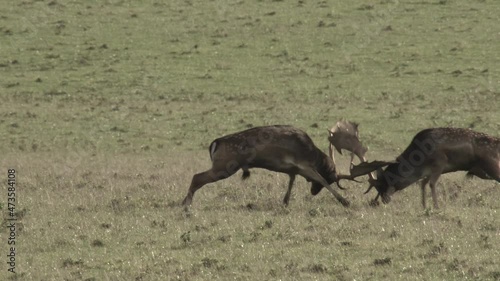 fallow deer mating season
