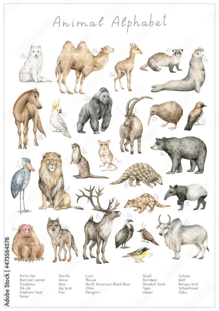 Watercolor animal alphabet. ABC poster for kids. English alphabet. Hand ...