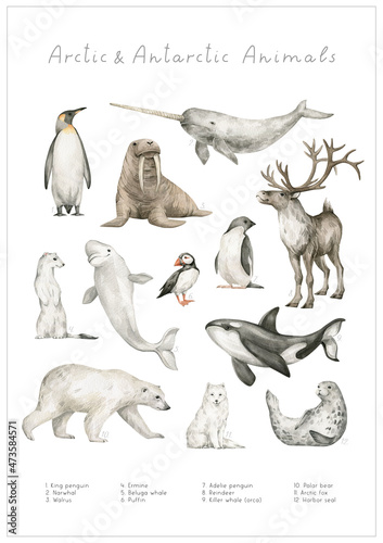 Fotografering Watercolor Arctic and Antarctic animals