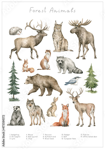 Watercolor wild forest animals. Elk  moose  hedgehog  lynx  hare  stoat  raccoon  squirrel  bear  wolf  badger  fox  deer. Hand-painted woodland wildlife. 