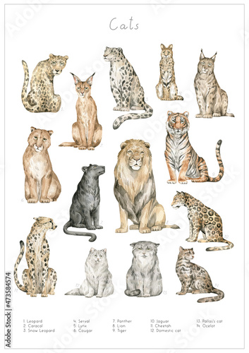 Watercolor set with wild cats. Leopard, serval, snow leopard, caracal, lynx, puma, cougar, panther, lion, tiger, jaguar, cheetah, Pallas cat, ocelot, the domestic cat. Hand-drawn poster