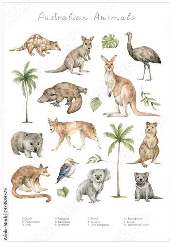 Watercolor Australian animals. Quoll, pademelon, emu, kangaroo, platypus, wombat, dingo, quokka, tree kangaroo, koala, kookaburra, Tasmanian devil. Hand-painted wildlife. 