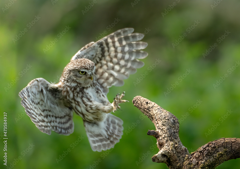 Fototapeta premium Little Owl