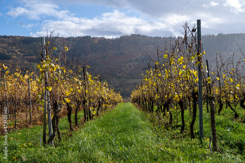 A vineyard in the Mosel valley. Beautiful yellow vine leaves and green grass against a blue sky