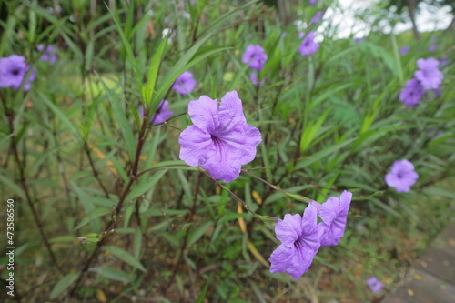 purple flower called Ruellia simplex in a garden
