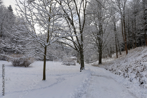 trees in snow