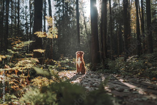 portrait of a dog