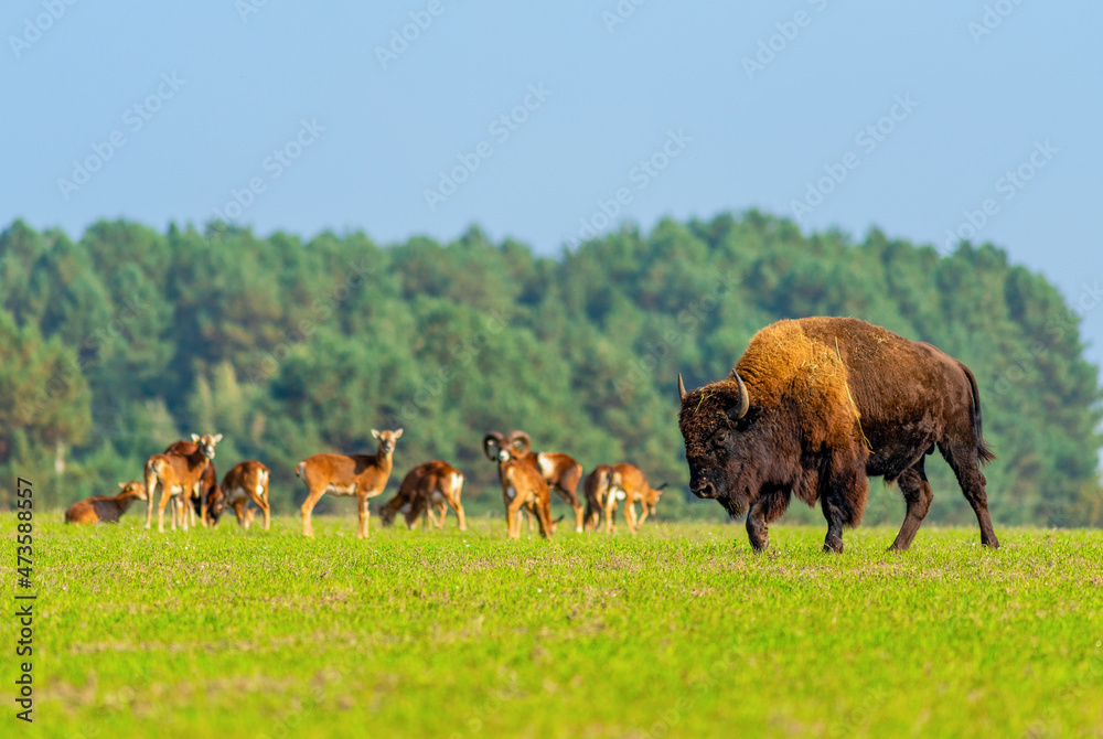 Bison in nature against the background of other animals..