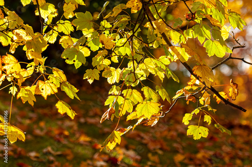 Autumn leafy trees in Zurich, Switzerland on October 20, 2012.